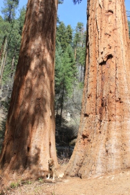 Sequoia/Kings Canyon National Park