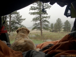 Watching the elk in the distance