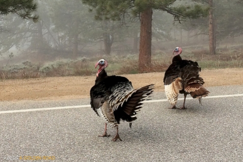 Why did the Turkey cross the road?