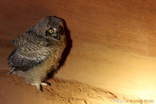A Baby Great Horned Owl