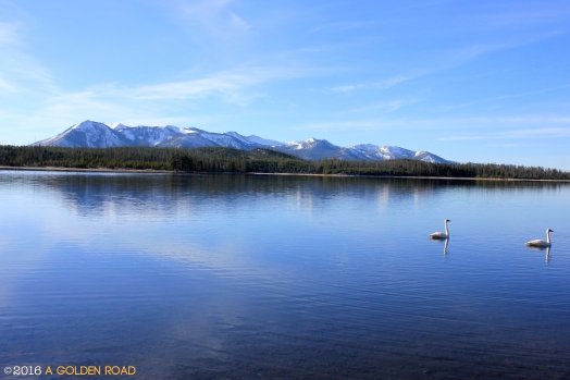 Trumpeter Swans at Riddle Lake